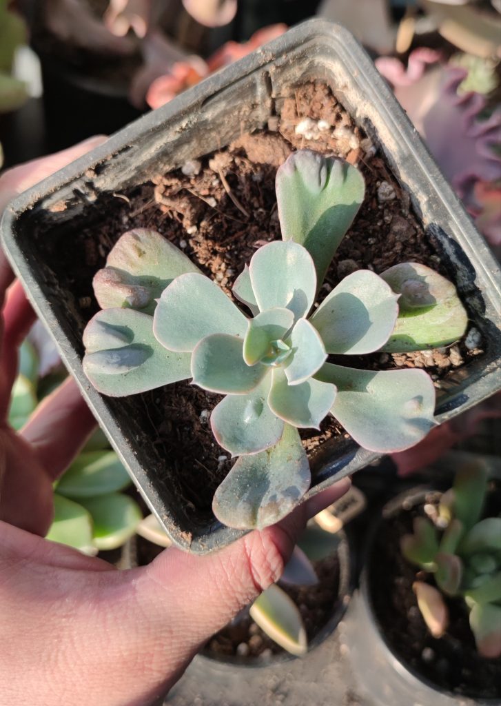 ECHEVERIA HEARTS DELIGHT Suculenta Mania