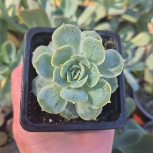 ECHEVERIA CV ONSLOW