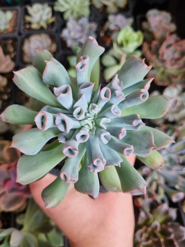 ECHEVERIA TRUMPET ICE