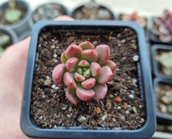 SEDEVERIA PINK RUBY