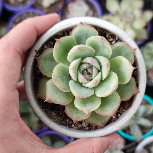 ECHEVERIA PINK CRYSTAL