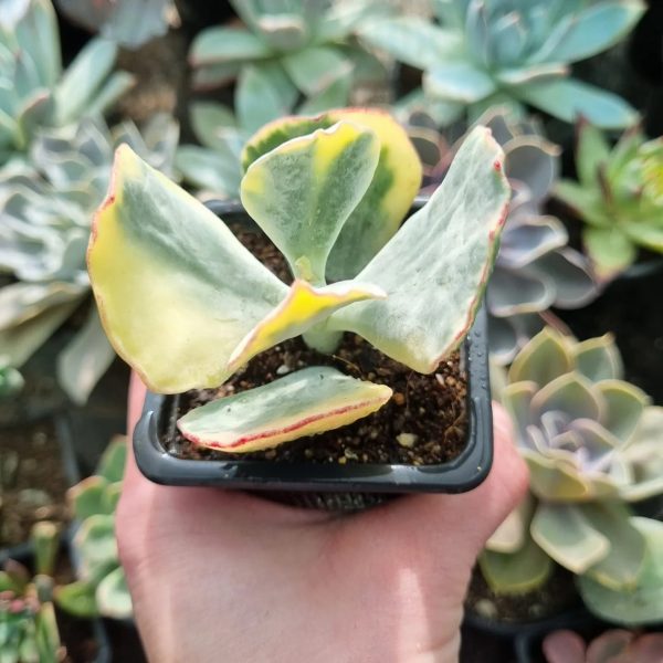 COTYLEDON ONDULATA