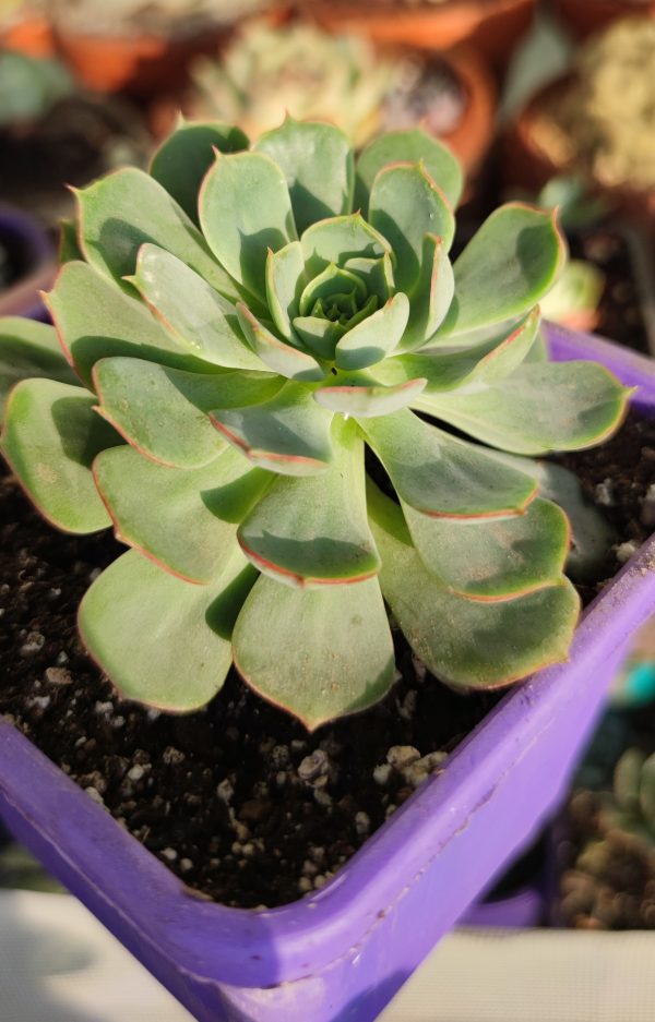 ECHEVERIA LONGISSIMA VAR LONGISSIMA - Imagen 2