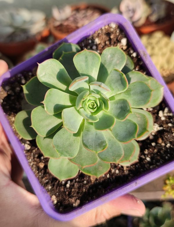 ECHEVERIA LONGISSIMA VAR LONGISSIMA