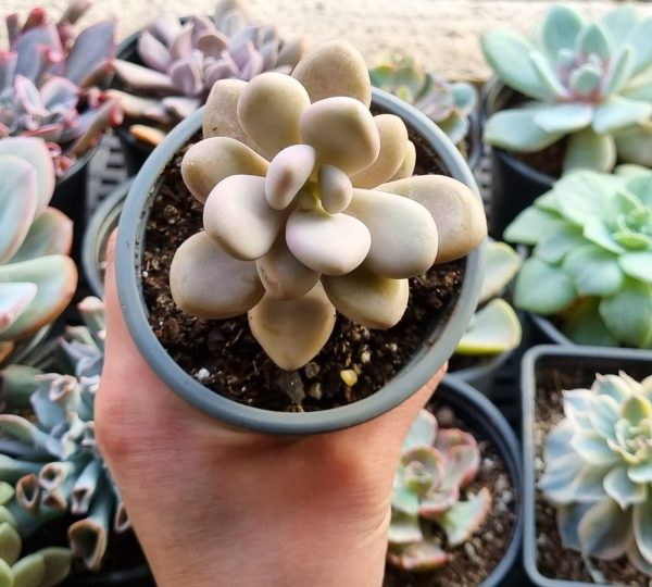 GRAPTOPETALUM AMETHYSTINUM