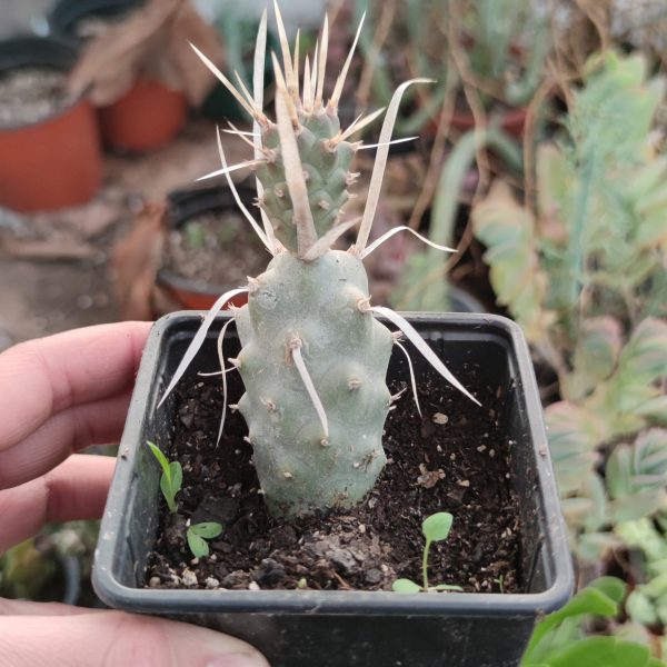 TEPHROCACTUS ARTICULATUS