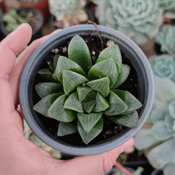 HAWORTHIA RETUSA