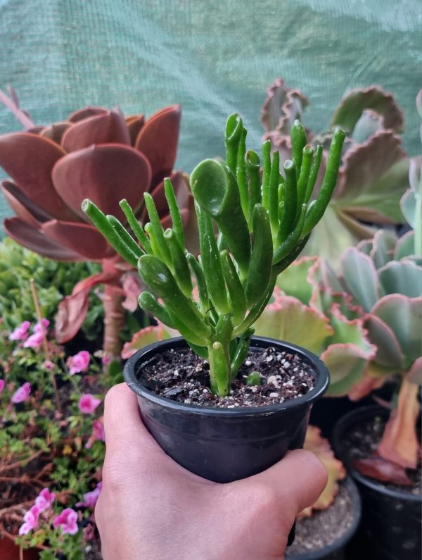 CRASULA OVATA GOLLUM