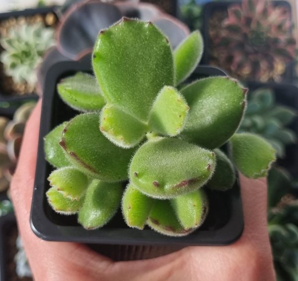 COTYLEDON TOMENTOSA