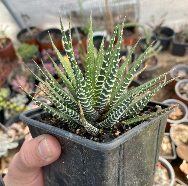 HAWORTHIA ATENUATTA - Imagen 2