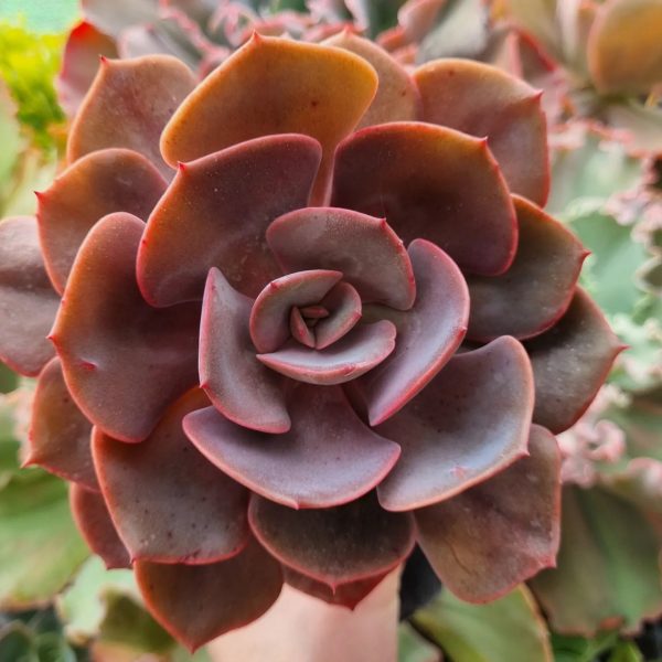 ECHEVERIA DUSTY ROSE