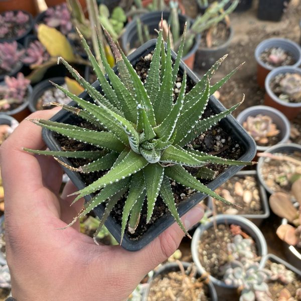 HAWORTHIA ATENUATTA