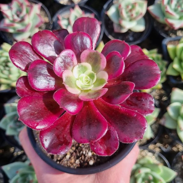 AEONIUM MEDUSA