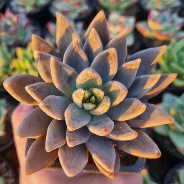 ECHEVERIA CRAIGIANA