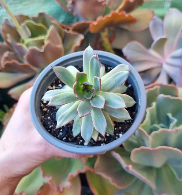 ECHEVERIA CAMANOI