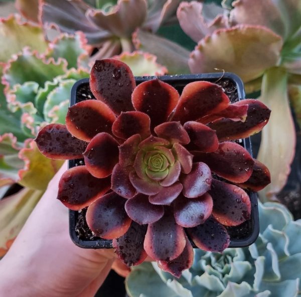 AEONIUM SUPERBANG