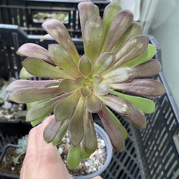 AEONIUM ARBOREUM