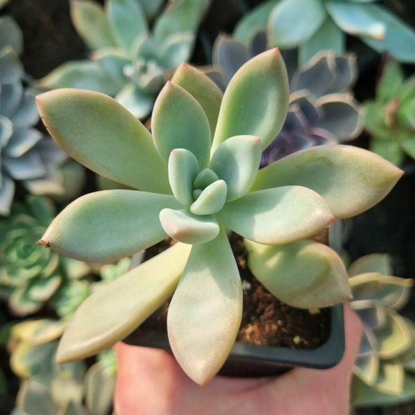 GRAPTOVERIA OPALINA