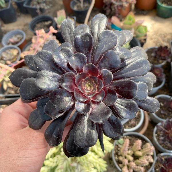 AEONIUM ZWARTKOP