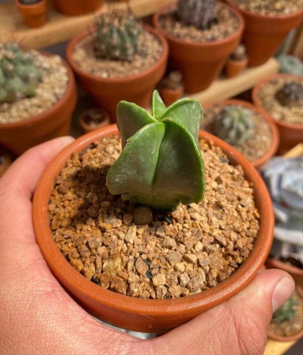 ASTROPHYTUM MYRIOSTIGMA - Imagen 2