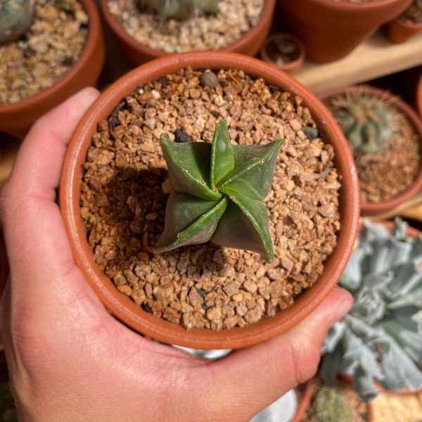 ASTROPHYTUM MYRIOSTIGMA