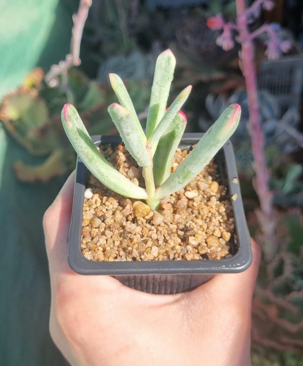 COTYLEDON VARIEGADO