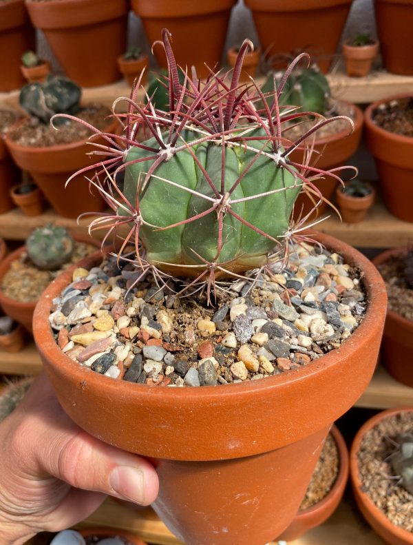 FEROCACTUS LATISPINUS XL - Imagen 2