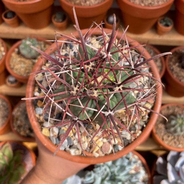 FEROCACTUS LATISPINUS XL