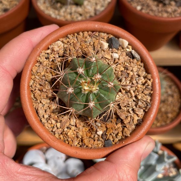 MELOCACTUS OREAS