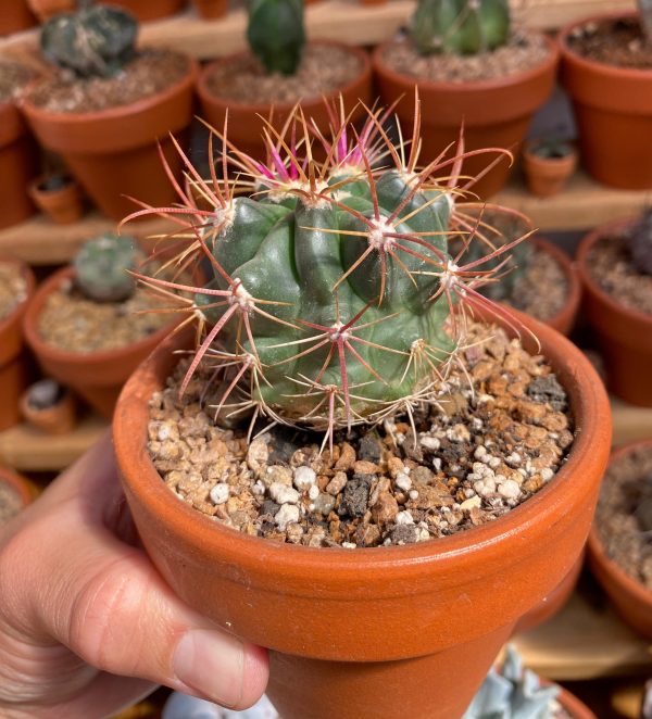 FEROCACTUS LATISPINUS - Imagen 2