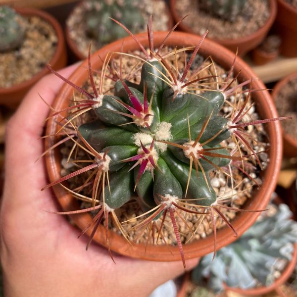 FEROCACTUS LATISPINUS