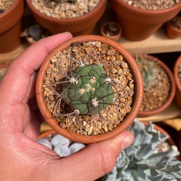 GYMNOCALYCIUM SAGLIONIS