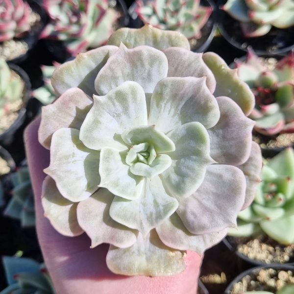 ECHEVERIA MARBLE MAGIC BALL