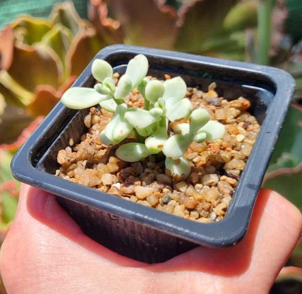 SEDUM JELYBEAN MICKEY VARIEGADO