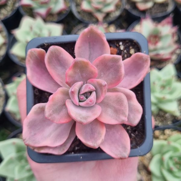 GRAPTOVERIA MR RICHARD VARIEGADA