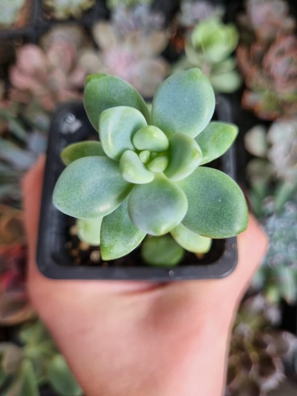 PACHYPHYTUM LEGEND