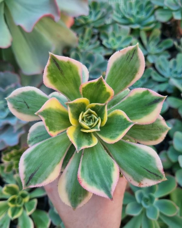 AEONIUM SUNBURST