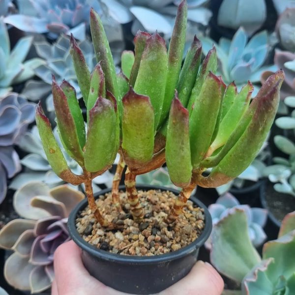 CRASSULA SIN ID