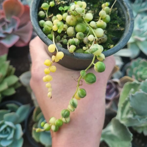 SENECIO ROWLEYANUS VARIEGADO