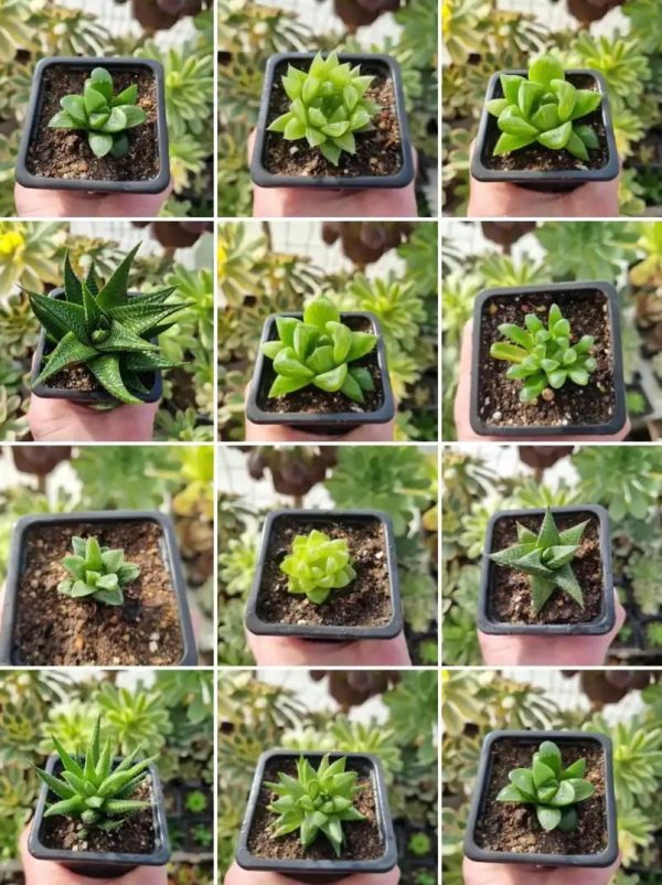 PACK DE HAWORTHIAS 5 UNIDADES