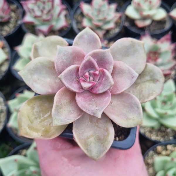 GRAPTOPETALUM PURPLE DELIGHT