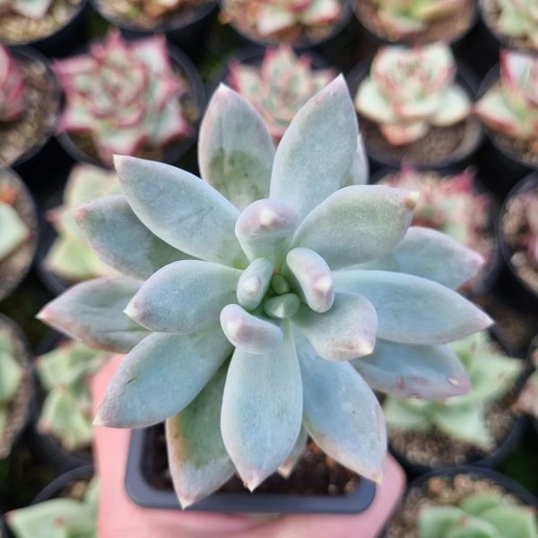 PACHYPHYTUM HOOKERI