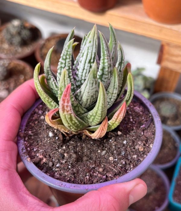 HAWORTHIA PULIMA EMPEROR