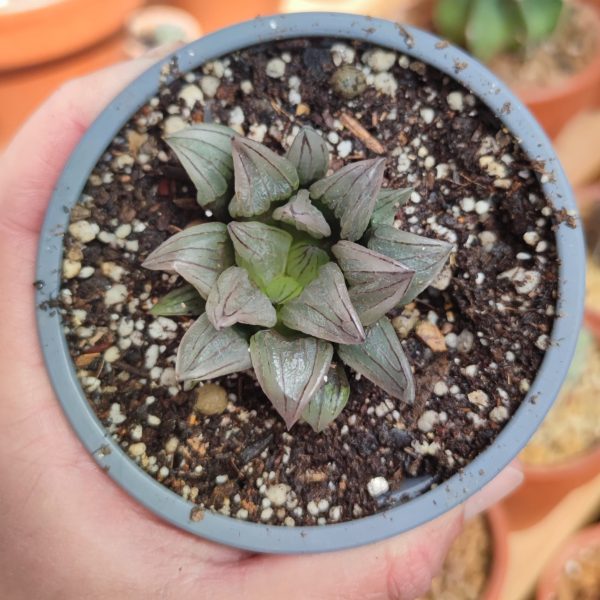 HAWORTHIA ATROFUSCA MUTANT