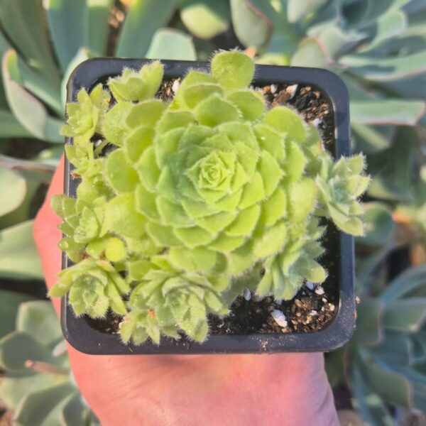 AEONIUM TABULIFORME